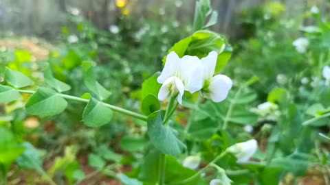 GREEN PEA FLOWER_NATURE OUTDOORS VIDEO CLIP