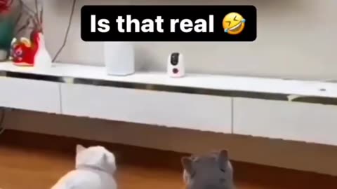 #funny #pet #animals #funnyanimals #fyp #funnycat #funnypet #funnyvideos #foryou