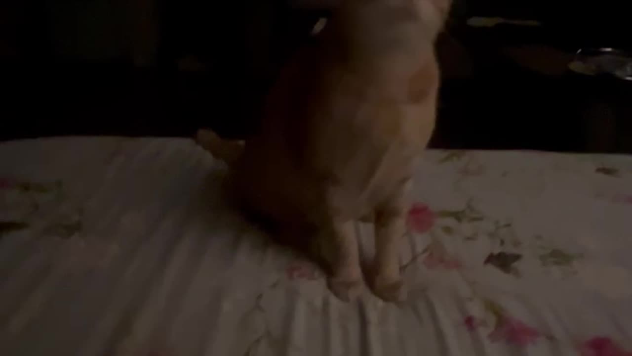 Cat plays fetch