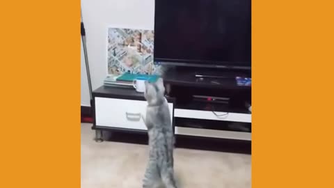 Funny Pets
