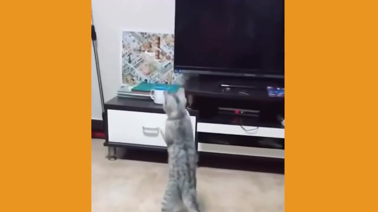Funny Pets