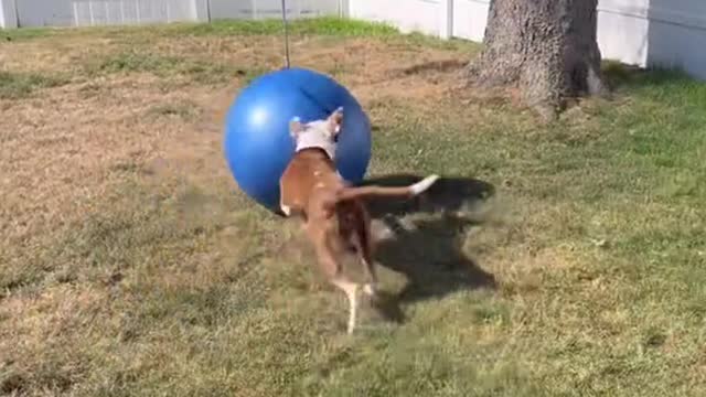 POV: our dogs favorite ball at risk of popping more and more each day