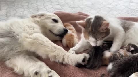 Golden Retriever Puppy Reacts to Baby Kittens [Cuteness Overload]