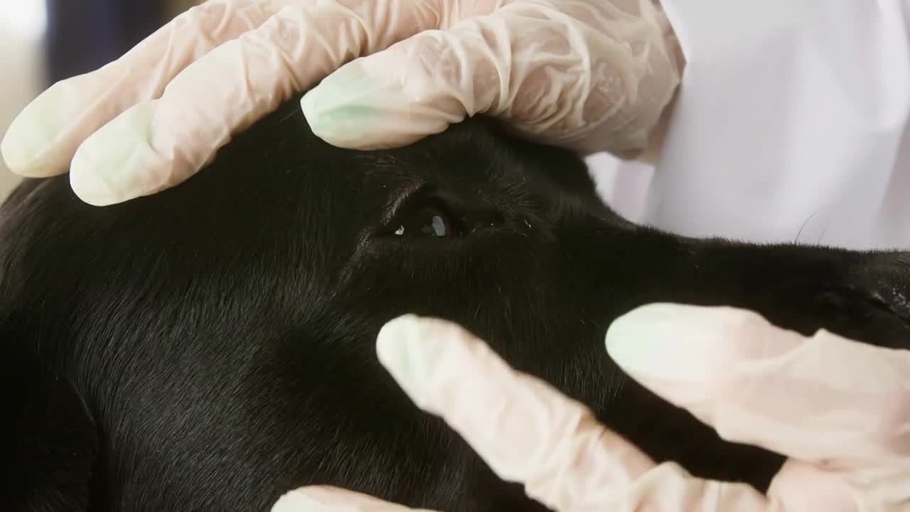 Veterinarian conducting examination of black labrador eyes. Doctor examining dark retriever dog