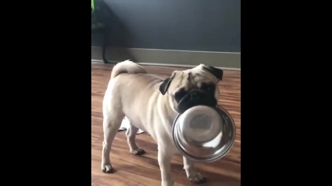 funniest and cutest pug dog video compliation