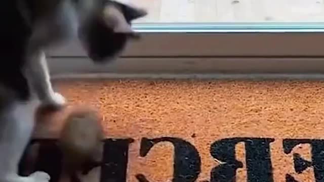 So cats don’t like cucumbers😂