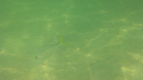 Underwater video Snorkeling Fish