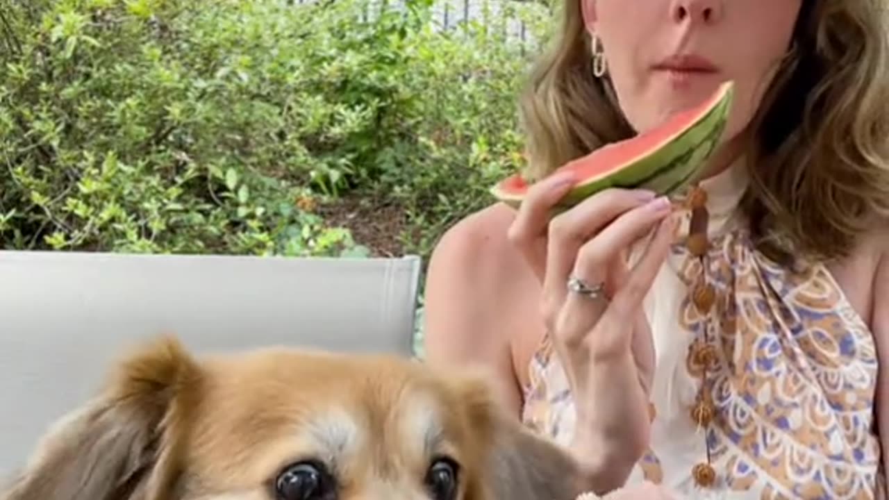 "Adorable Pooch Devours Watermelon with Pure Joy! 🍉🐾"