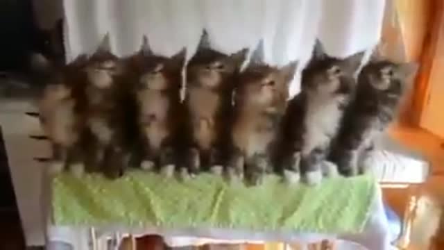 choir of super cute cats