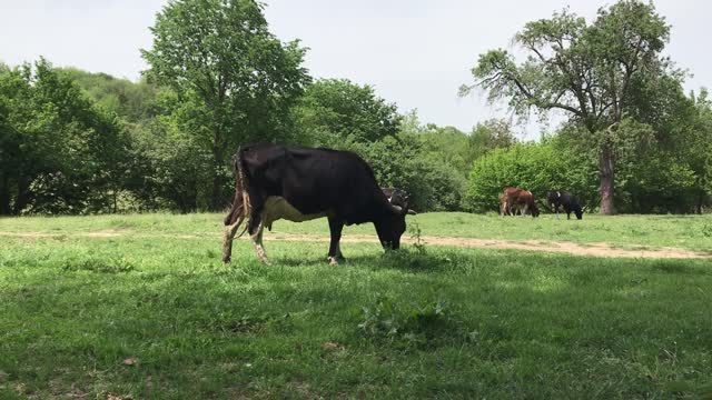 Look how the lion attacks this cow!!!