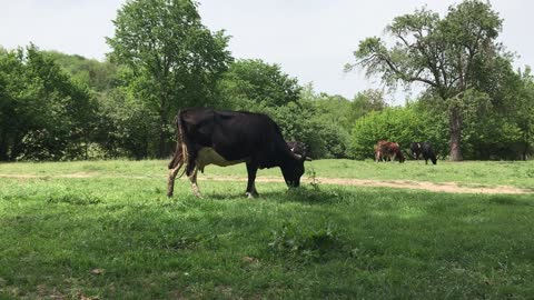 Look how the lion attacks this cow!!!