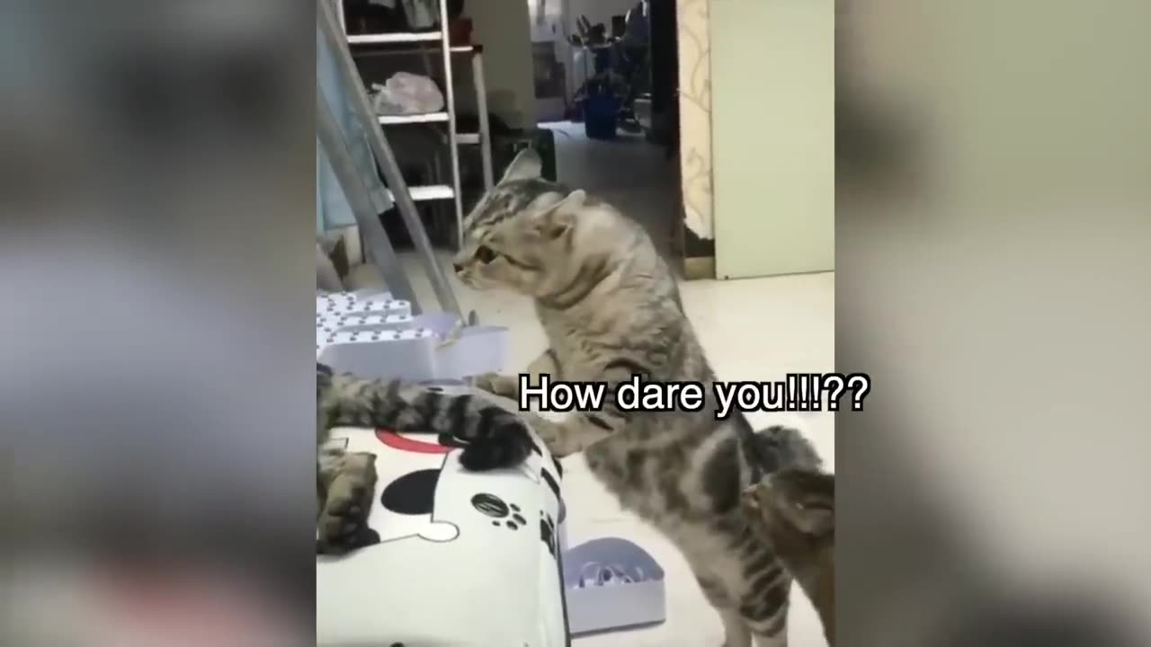 These Cats Can Speak English Better Than Hooman 🙀 LOCKDOWN DRAMA