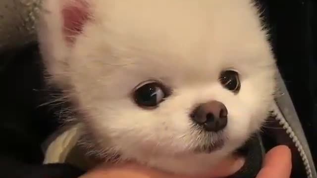 .Cute and cute dog.