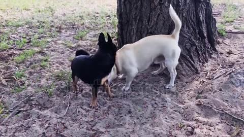 Black Chihuahua is beautiful