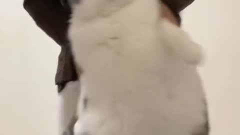 Cat forced to bounce on the bed