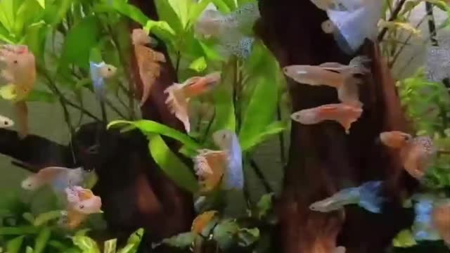 small fish in the aquarium