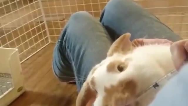 Bunny Funny Rabbit Videos | Cute Baby Rabbits | Video Compilation