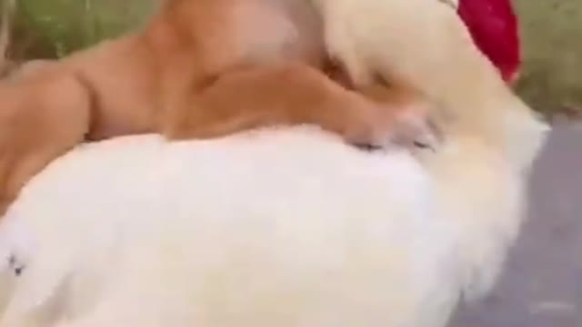Funny Dog Cut #Dog # Cut Animal ðŸ¤ðŸ¤«#shortvideo