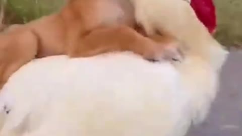 Funny Dog Cut #Dog # Cut Animal 🤭🤫#shortvideo