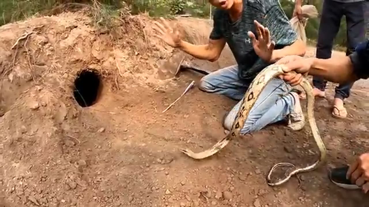 black Gold Snakes With Bare Hands