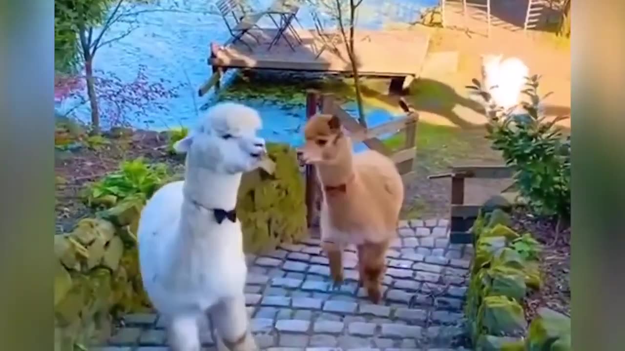 Cutest Animal funny Vidwo