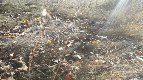Autumn November 12