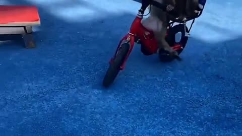 Monkeys Riding a Bike