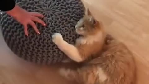 Funny cats Watch to the end