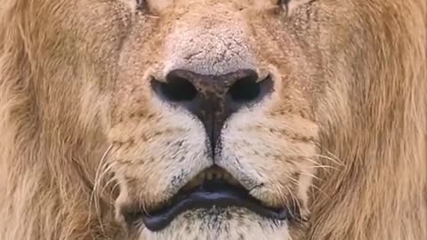The Lion King