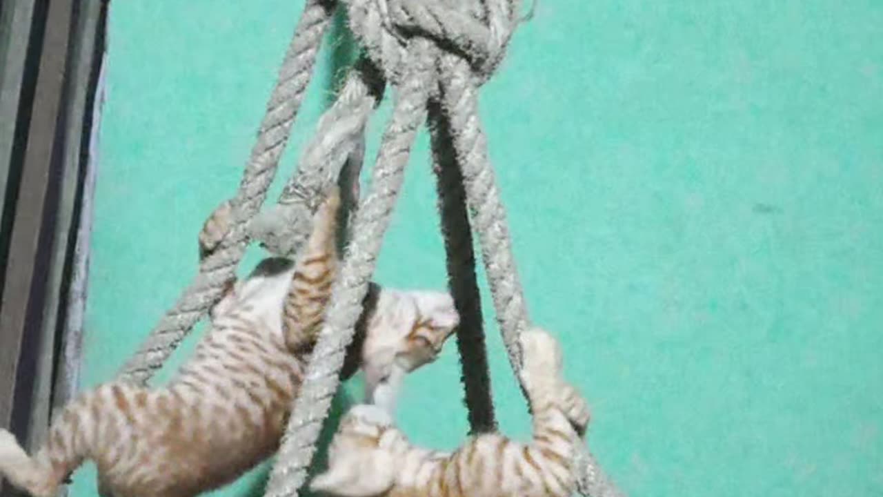 Funny cat