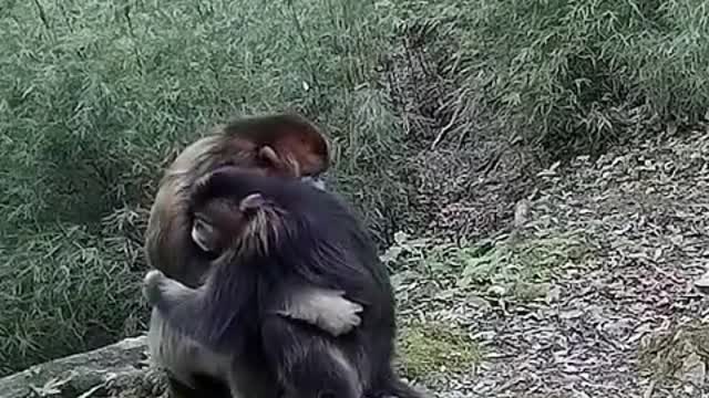 two friends of monkeys- monkey love