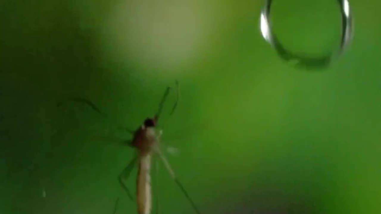 Unbelievable Survival: How Mosquitoes Outsmart Raindrops