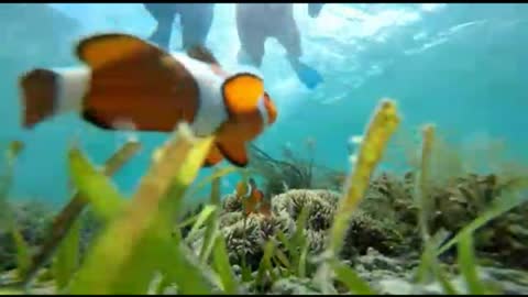 Snorkeling at gili sudak , Lombok island, Indonesia