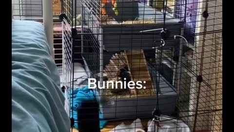 Bunnies are deceiving pets!!