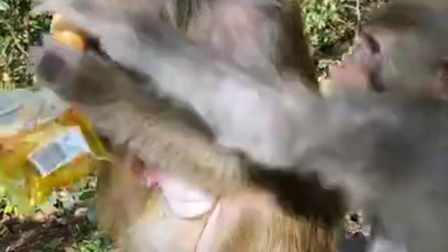 monkey action snatching his friend's food