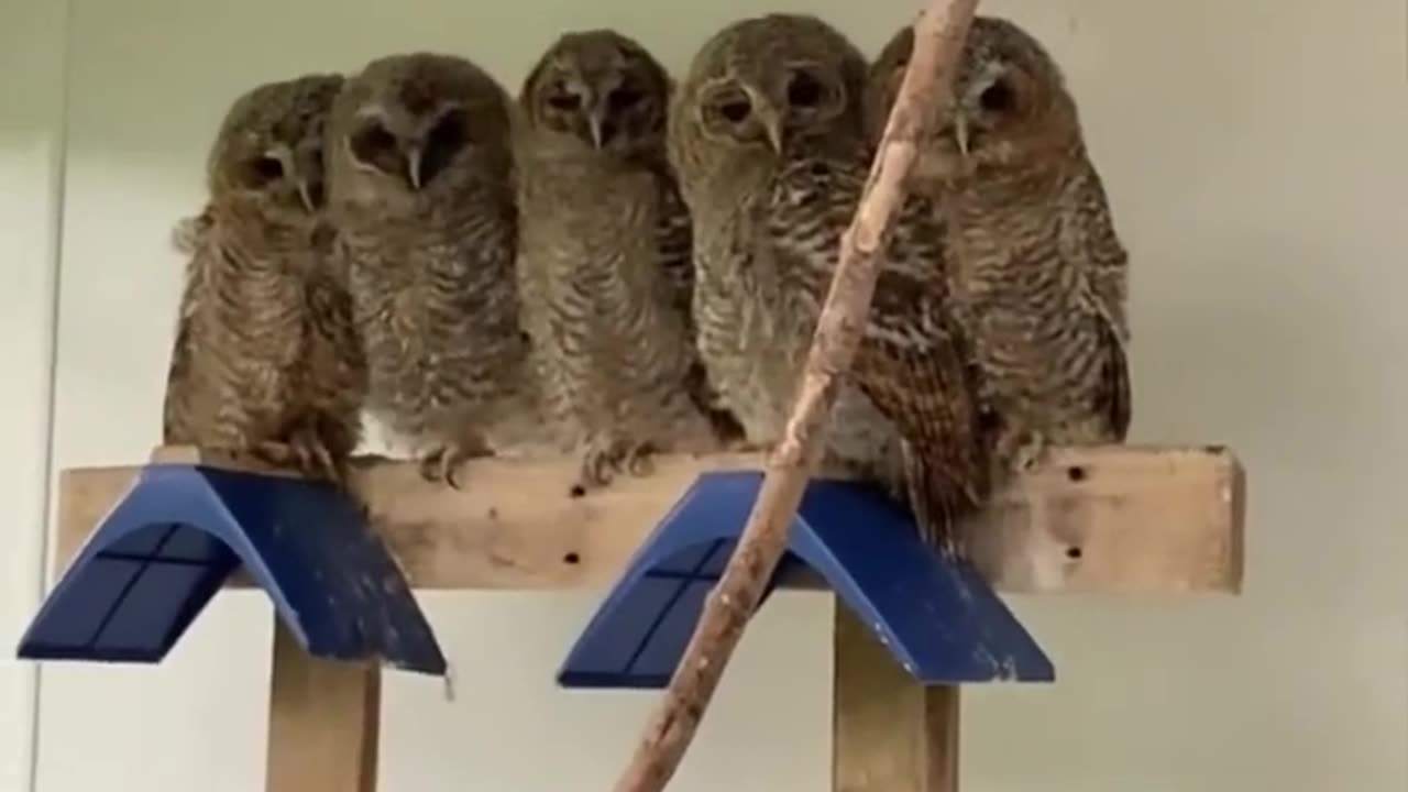 Tiny Owls found in forest 🦉