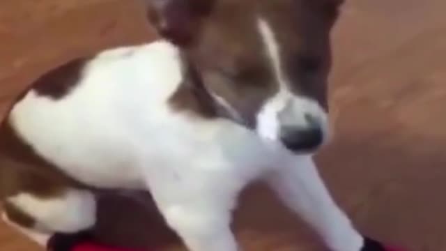 FuNNy DoG & CaT VIdeO FUNNY ANIMALS