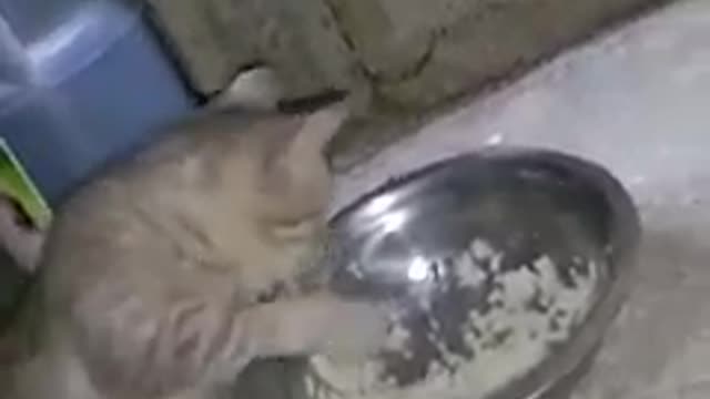 Viral Cat Video Eating Using Hand 😱😱😱