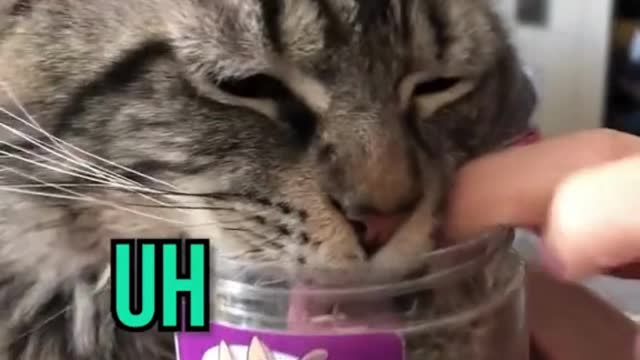 Cats on Catnip