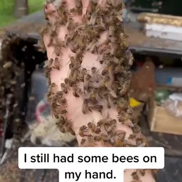 Bees swarming in the morning!