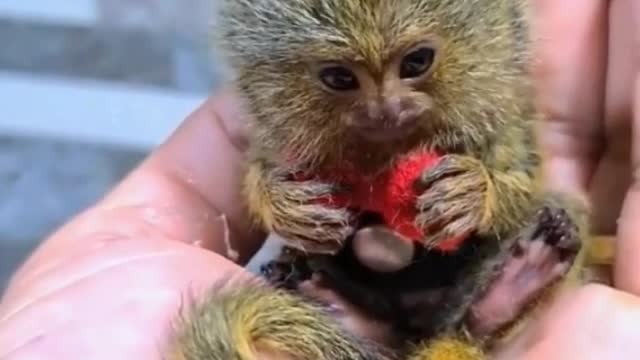 Have you ever seen such a small monkey? It can play on the palm of my hand