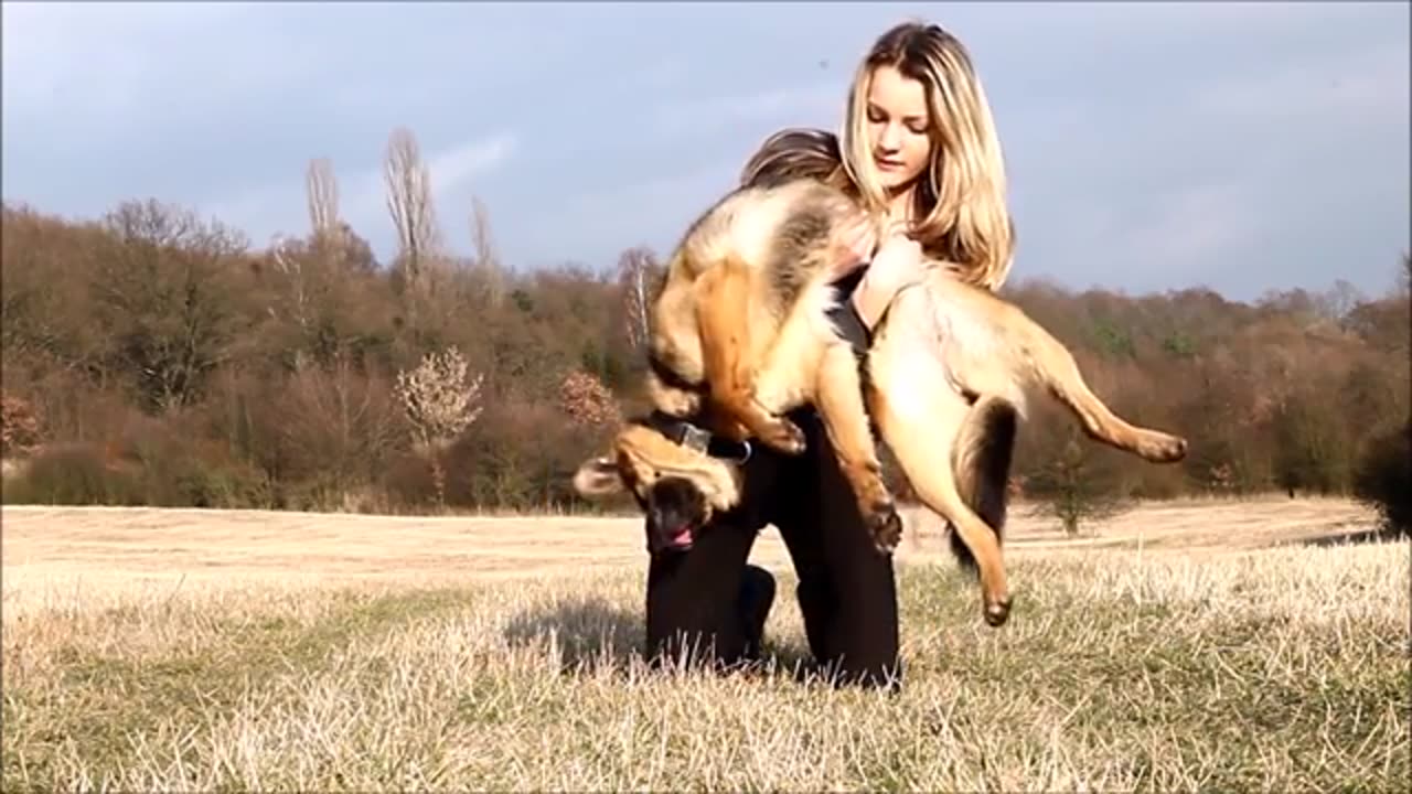 German shepard dog training and games