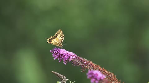 Butterfly enjoying life