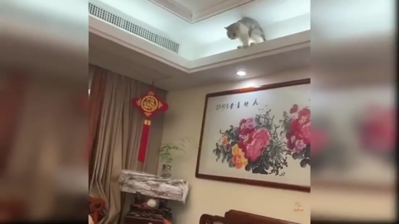 Funny 🤣 cats,dogs .