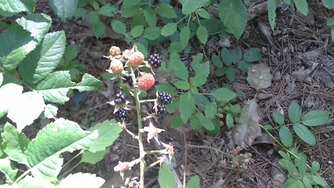 Blackberries
