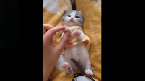 Funny Animal's 02 | 2021 | #trending