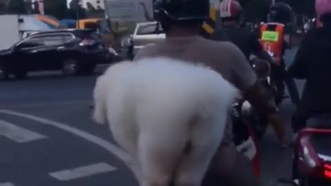Funny Pet Tiktok Trending 2021