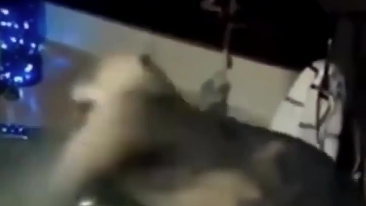 The Truth About cat Will Shock You