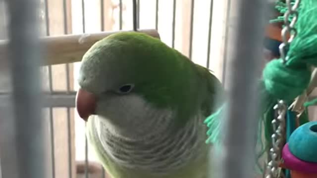 French speaking baby parrot