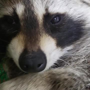 Raccoon sleeps in a hammock